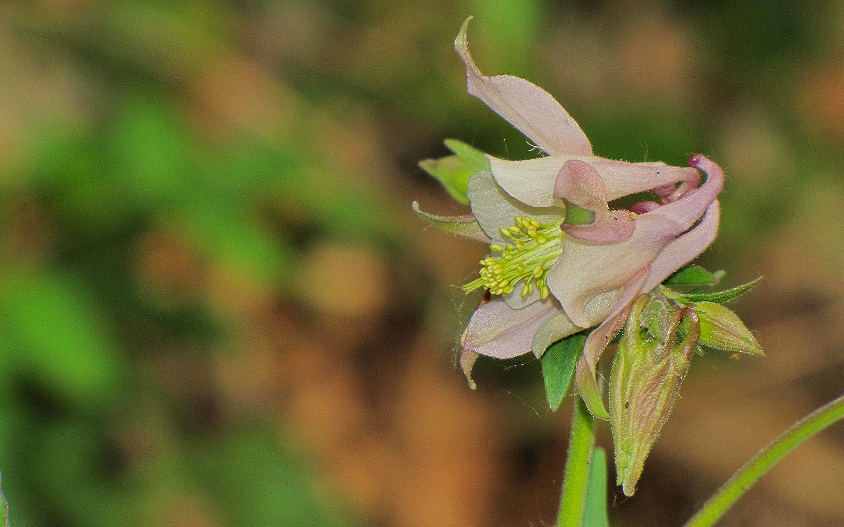 Aquilegia vulgaris?